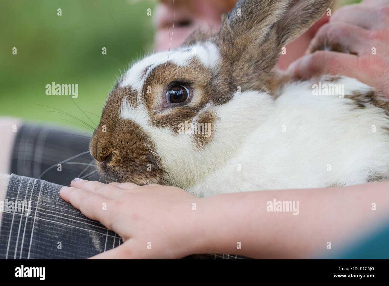 Hauskaninchen (Oryctolagus cuniculus forma domestica) Stockfoto