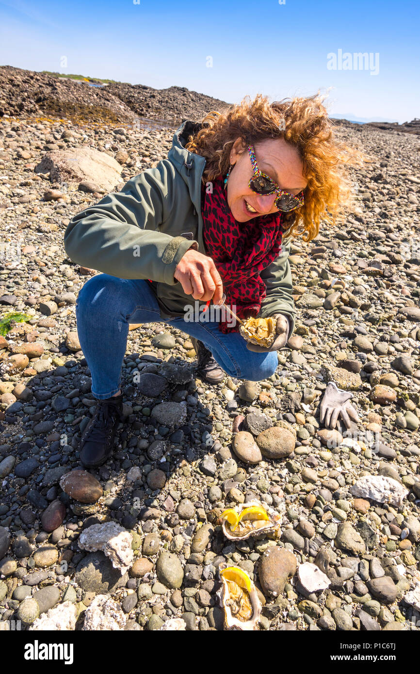 Frau Öffnen großer frischen Austern, Hornby Island, BC, Kanada. Stockfoto