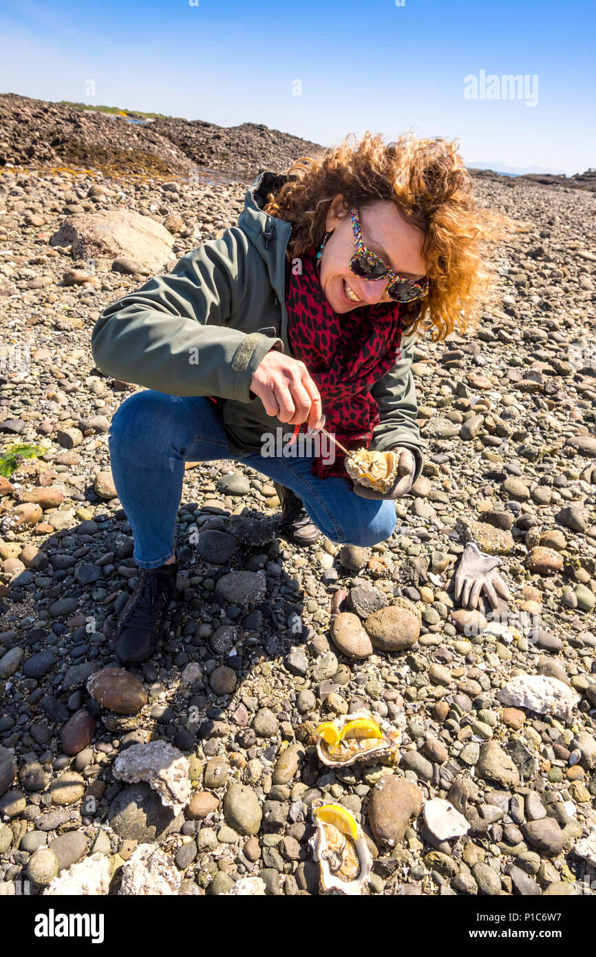 Frau Öffnen großer frischen Austern, Hornby Island, BC, Kanada. Stockfoto