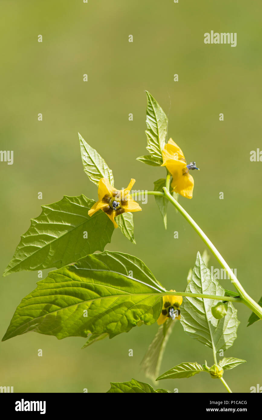 Tomatillo oder mexikanischen Lampionblume: Physalis philadelphica Stockfoto