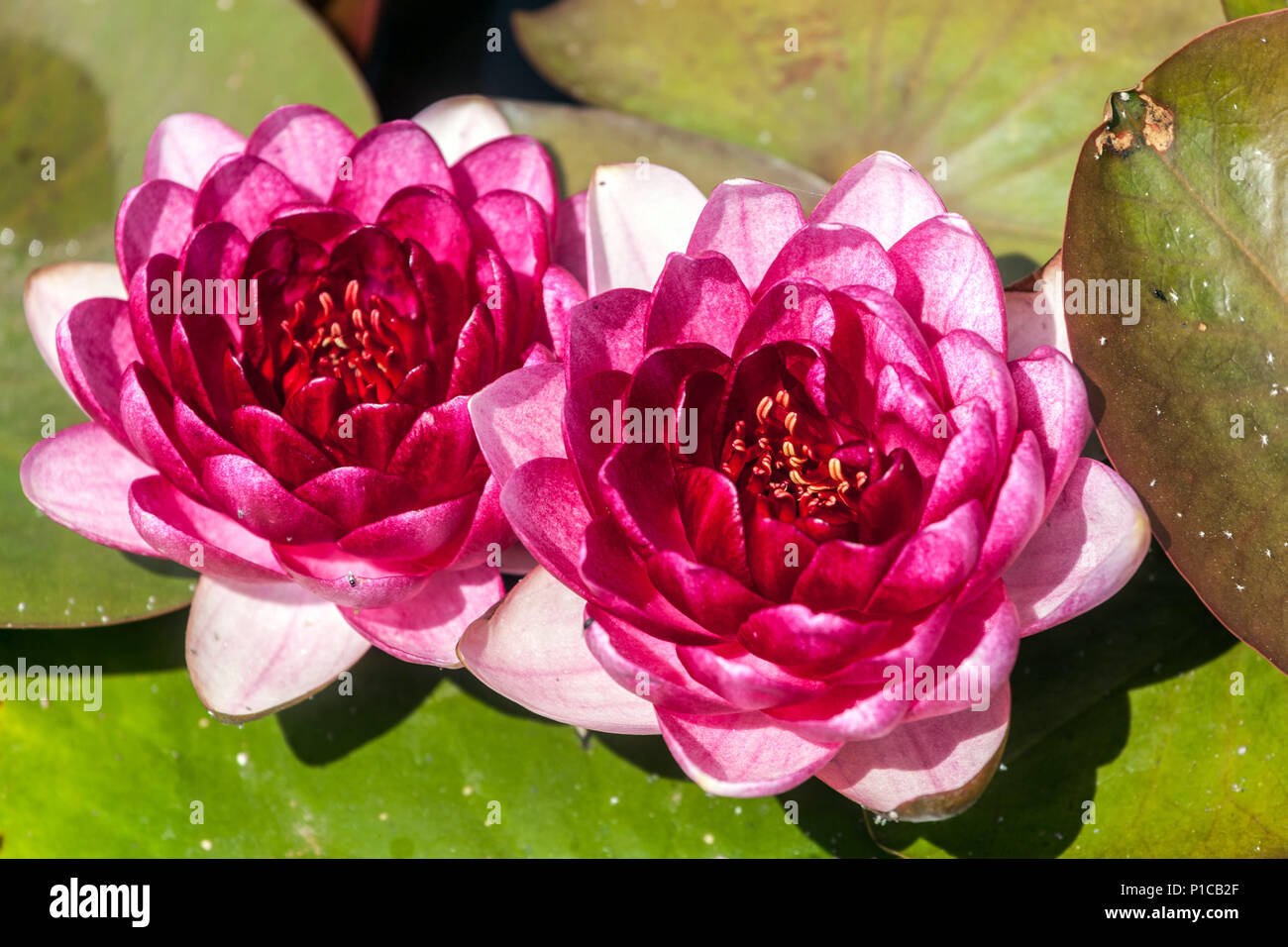 Zwei rosafarbene Hardy Water Lily Blumen im Wassergarten Teich, Wasserlilien Garten Stockfoto