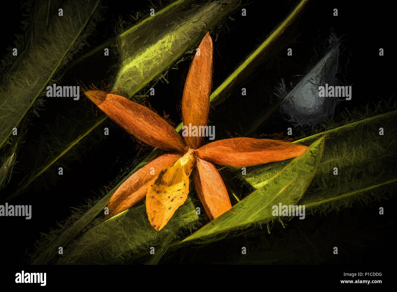 Procatavola golden Peacock Orchidee. Stockfoto