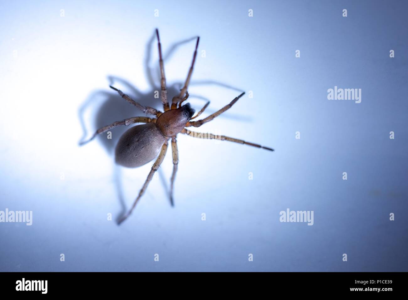 Sac spider (Clubionidae): Eine einzige Spinne in die weiße Keramik Waschbecken beschränkt Stockfoto