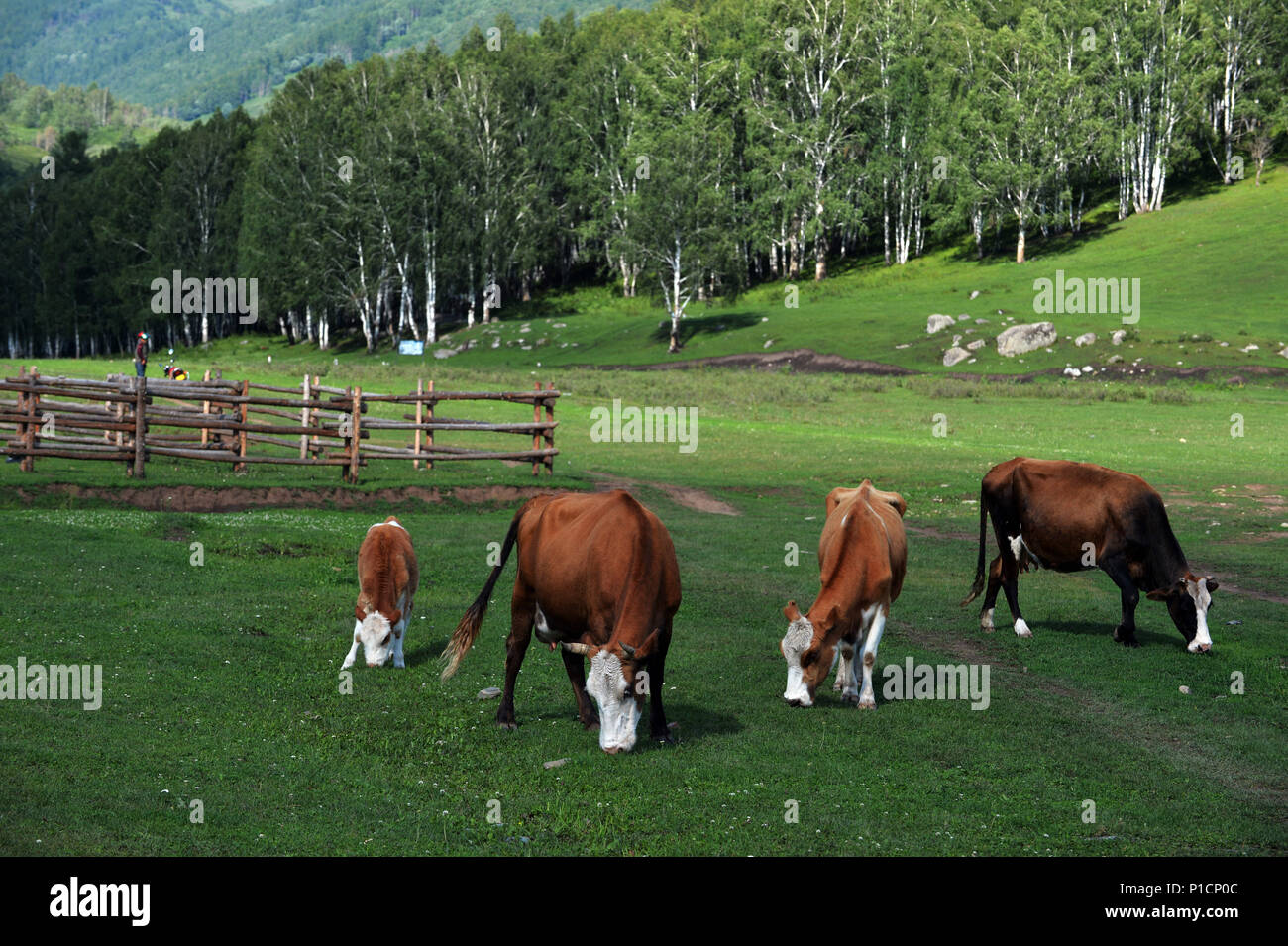 Juni 12, 2018 - Hemu, Hemu, China - Hemu, CHINA - Landschaft von hemu Dorf im Nordwesten Chinas Autonomen Region Xinjiang Uygur. Obwohl sein Ruhm als ruhigen malerischen Dorf hat sich schnell unter den Touristen verbreiten, Hemu ist immer noch ein vergleichsweise isolierten Ort, nur leicht durch moderne Leben beeinflusst. Einige Einnahmen des Dorfes hat der Tourismus in den letzten Jahren abgeleitet worden, aber die meisten Einheimischen noch leben von der Viehzucht. In immer hellere Tageslicht, Hemu Dorf serene Am frühen Morgen, mit seinen hölzernen Hütten ordentlich auf die beiden Seiten einer staubigen Straße ausgefahrene Fahrzeuge verteilt. (Cr Stockfoto