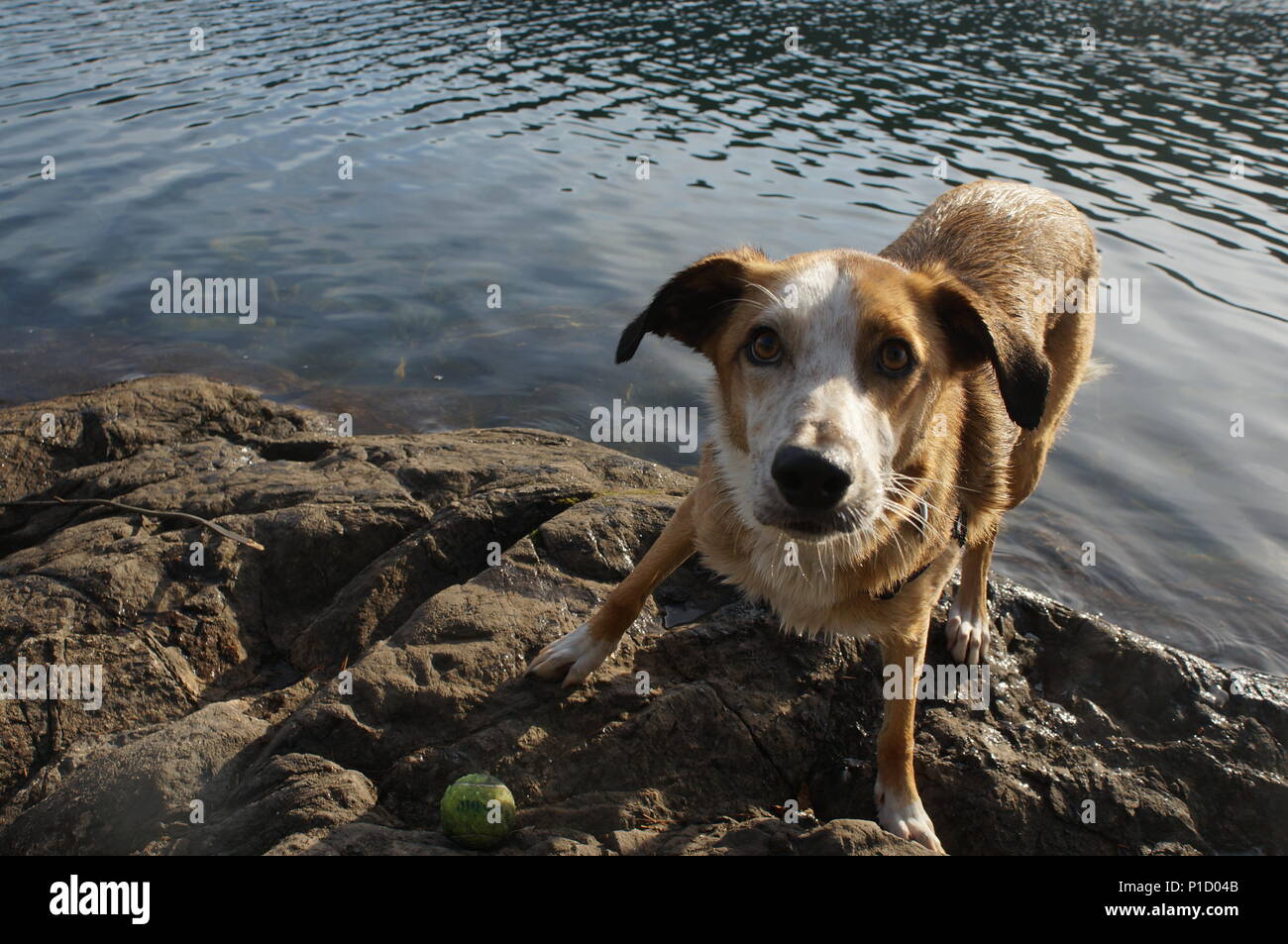 Ein verspielter Welpe über zu jagen nach einem Tennis Ball ins Wasser geworfen. Stockfoto