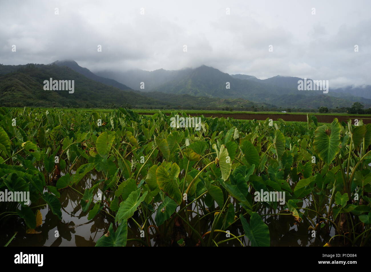 Taro-Felder auf Kauai, Hawaii Stockfoto
