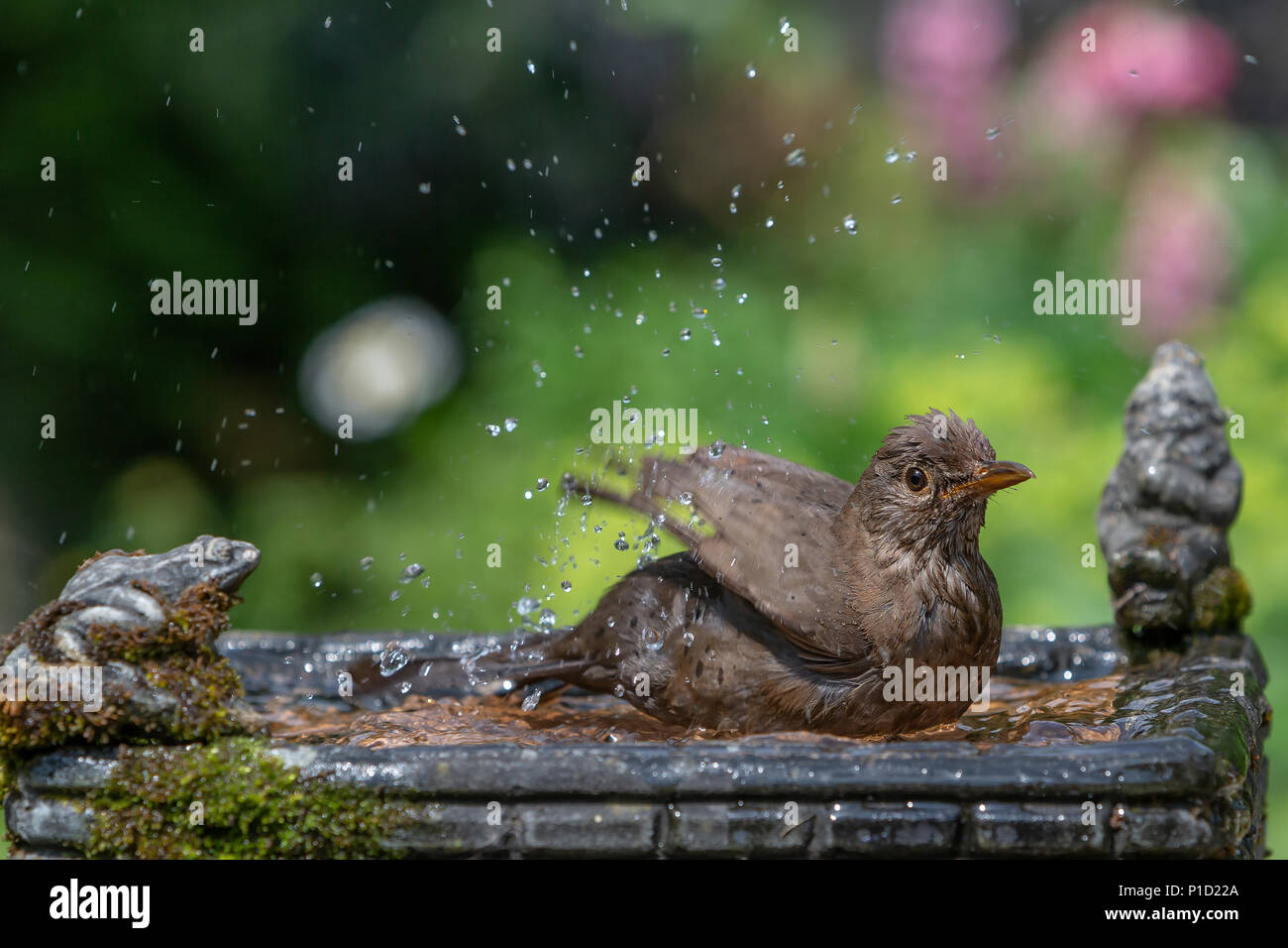 11. Juni 2018 - Weibliche Amsel genießt das kühle Wasser aus einem Haushalt Garten Vogelbad und hat ein Bad in den heissen, sonnigen Wetter Stockfoto