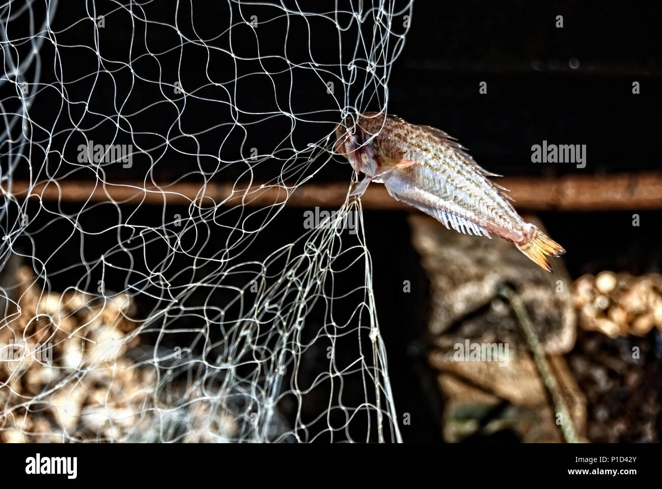 Weniger Weber Fisch im Netz Stockfoto