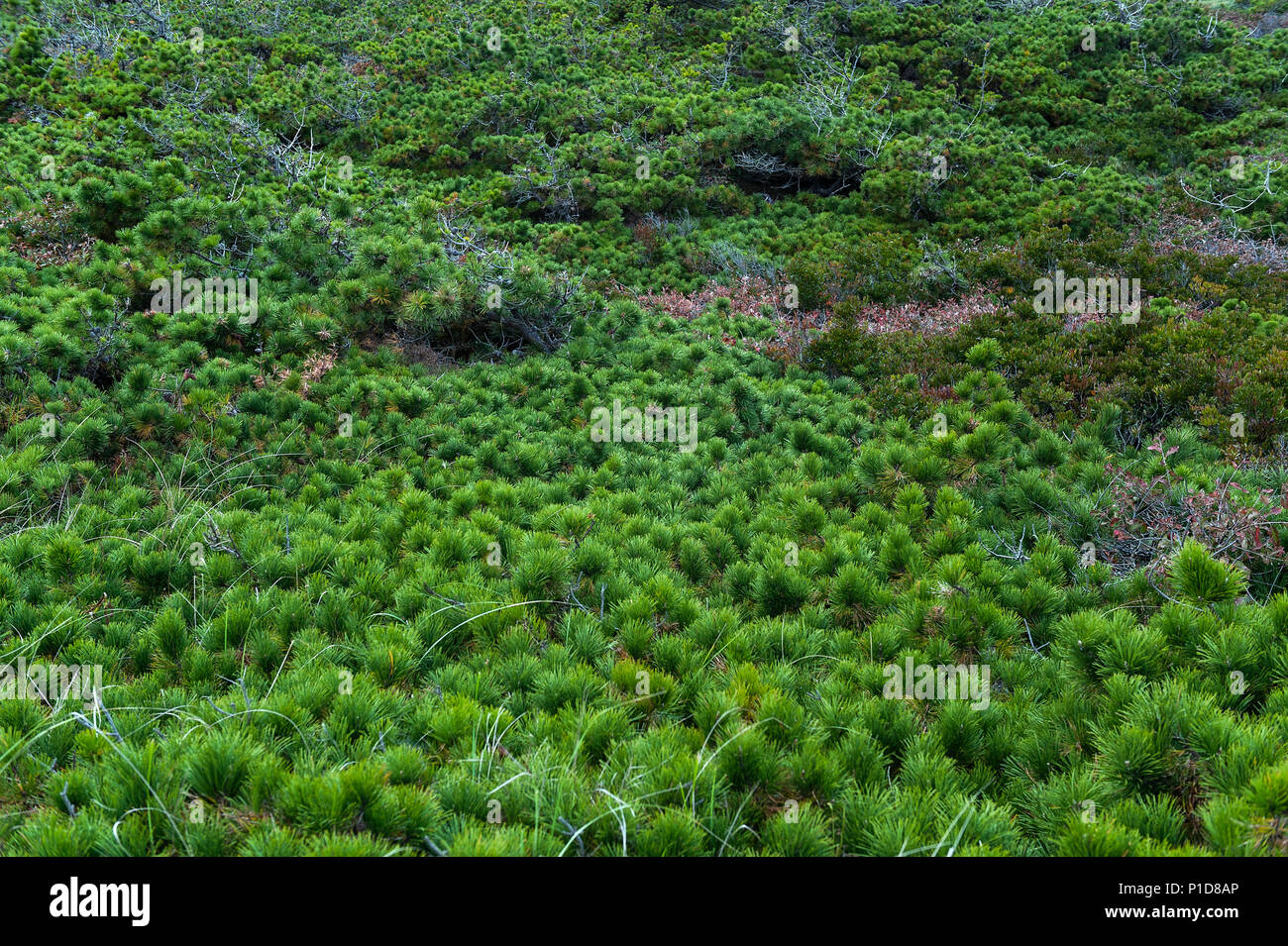 Niedrig wachsende Pinien Vegetation in Dünen, Wellfleet, Cape Cod, Massachusetts, USA. Stockfoto