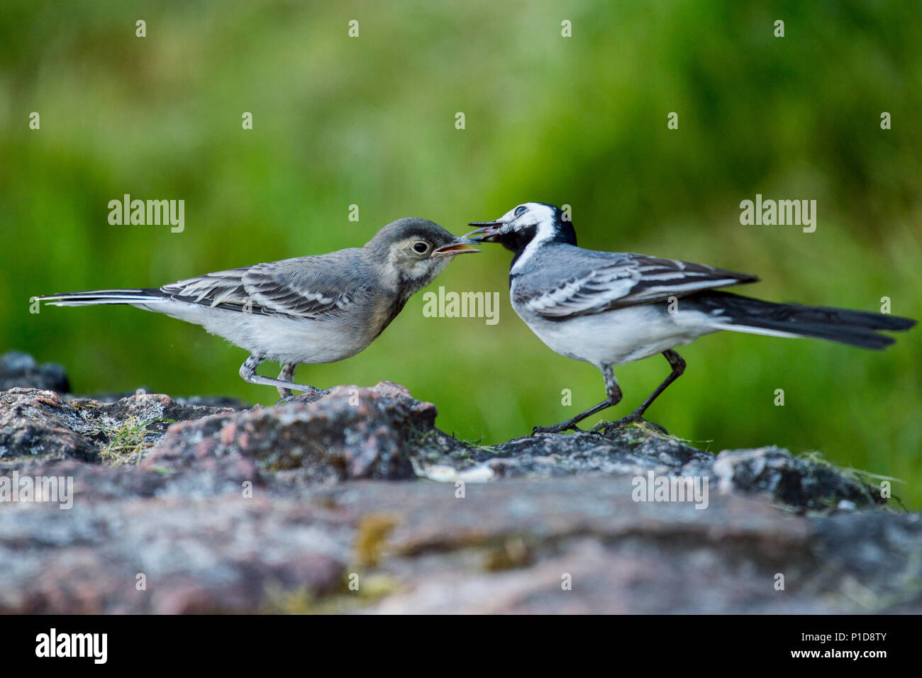 Weiß Bachstelzen (Motacilla alba) Vogel mit weißen, grauen und schwarzen Federn Stockfoto