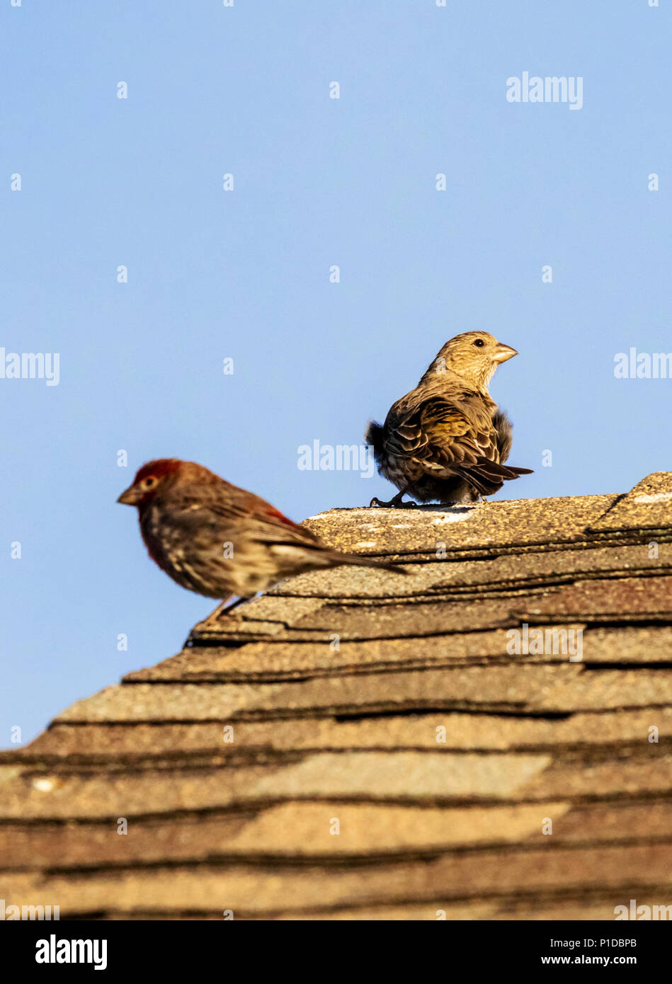 Song Spatzen; Melospiza melodia; Passeriformes; Passerellidae; auf dem Dach thront; Colorado; USA Stockfoto