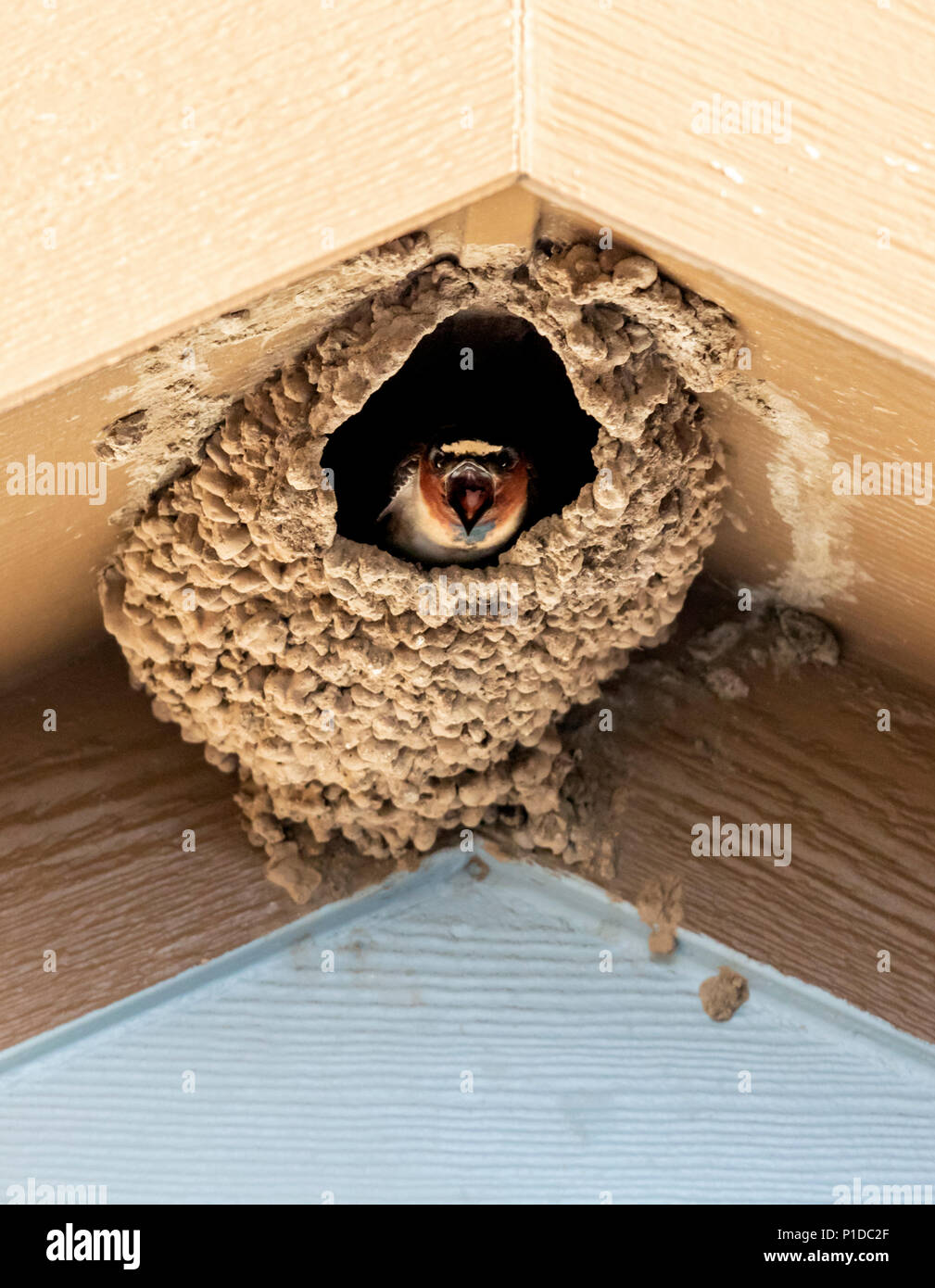 Amerikanische Rauchschwalbe; Hirundo rustica; im Schlamm Nest; Salida, Colorado, USA Stockfoto