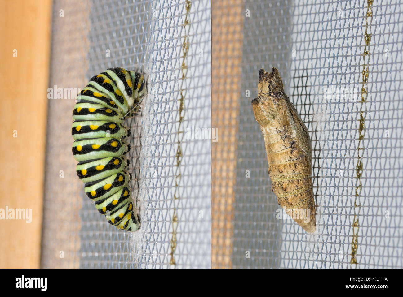 Schwarze Swallowtail Caterpillar Pre Puppe Auf Der Linken Seite Vor Dem Pupating Und Dasselbe In Chrysalis Auf Der Rechten Seite Stockfotografie Alamy