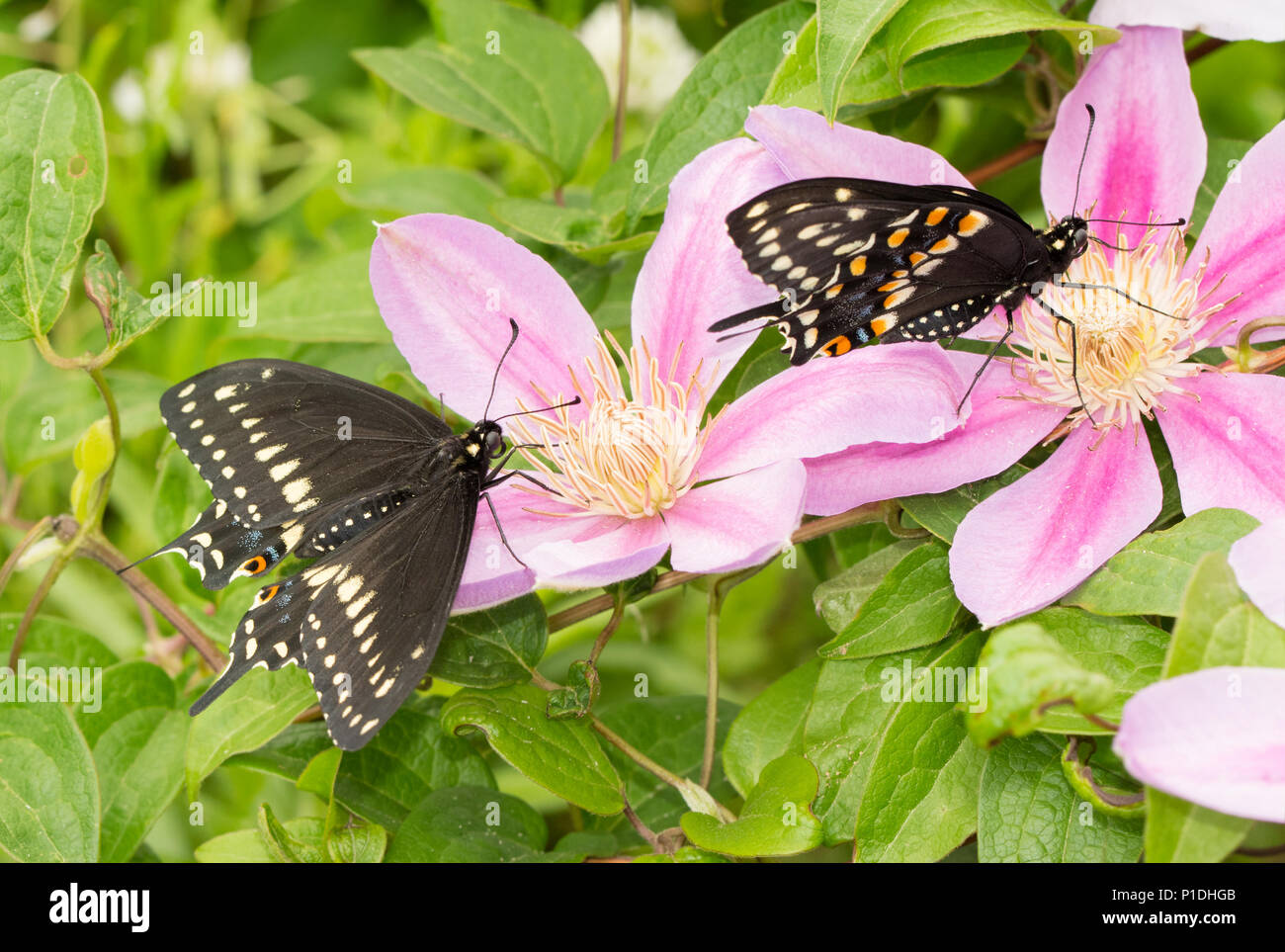 Zwei männliche Östlichen Schwalbenschwanz Schmetterlinge auf rosa Clematis Blumen im Frühling Stockfoto