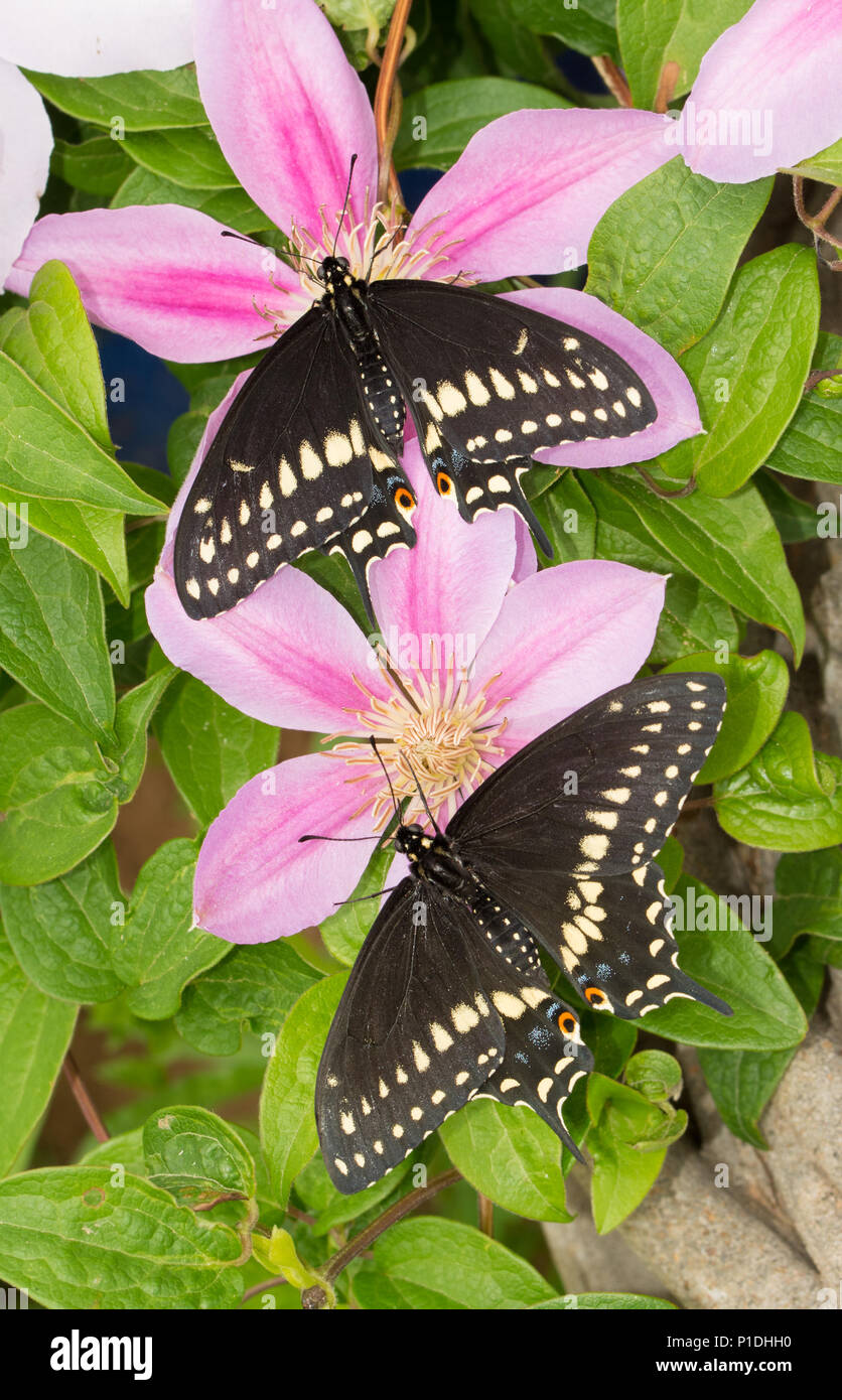 Dorsale Ansicht von zwei frisch eclosed männlich Ost Schwalbenschwanz Schmetterlinge auf rosa Clematis blüht Stockfoto
