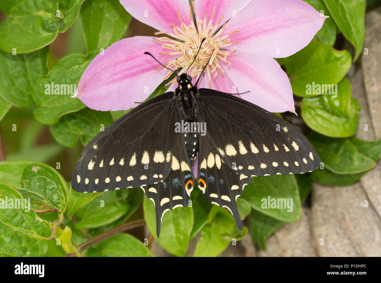 Dorsale Ansicht von einem wunderschönen Schwarzen Schwalbenschwanz Schmetterling auf einer Clematis Blume Stockfoto