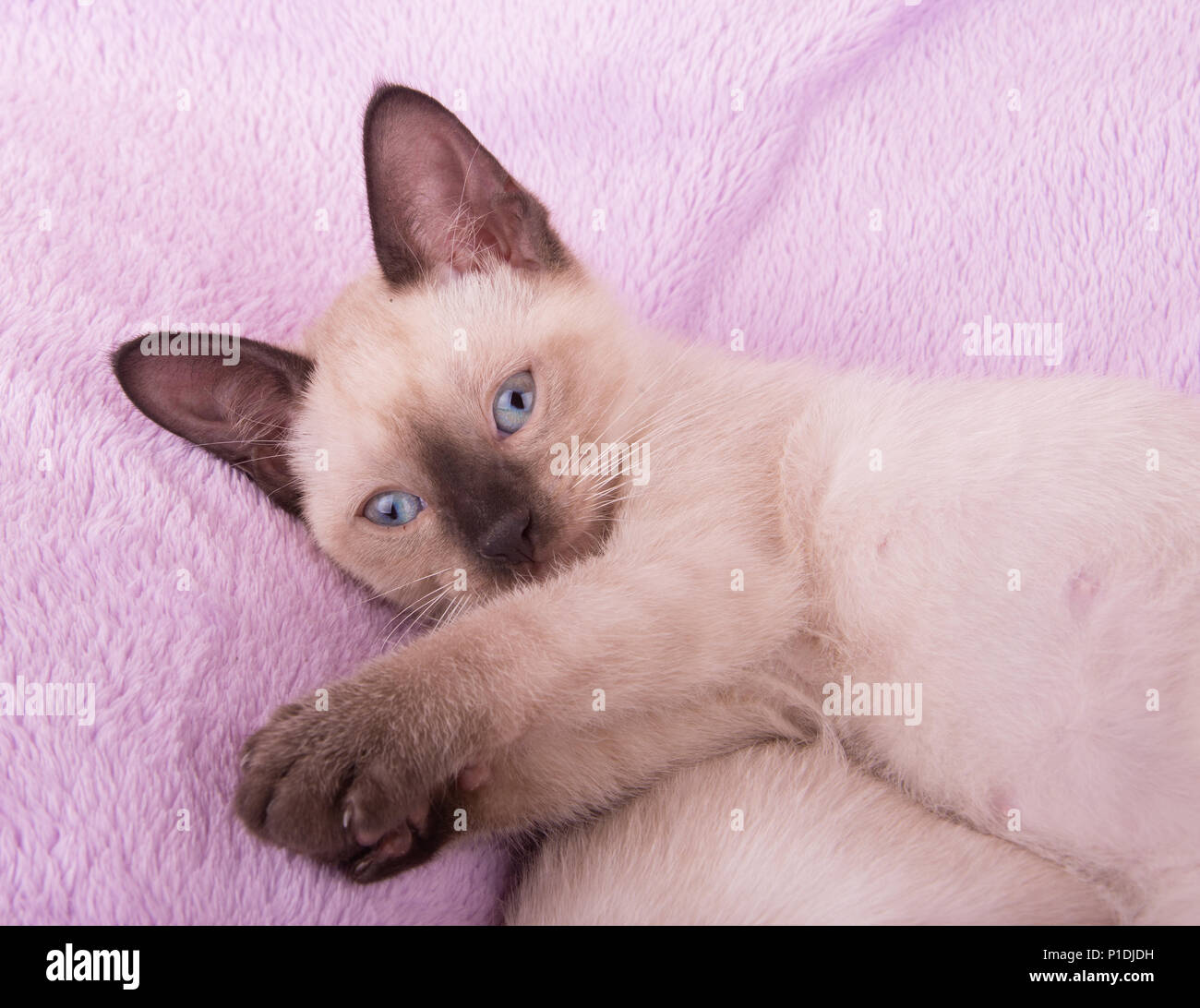 Adorable Siam Kätzchen liegend auf einer lila Decke, Suchen nach Stockfoto