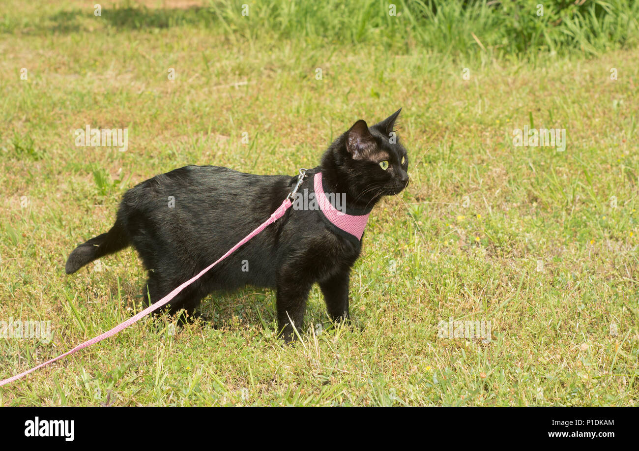Glänzend schwarze Katze in rosa Kabelbaum mit einem alert Blick auf ihrem Gesicht Stockfoto