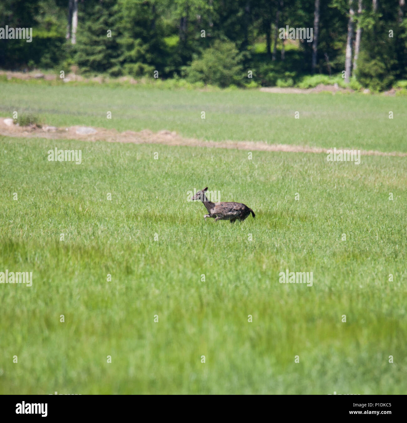 Damwild auf Feld 2018 Stockfoto