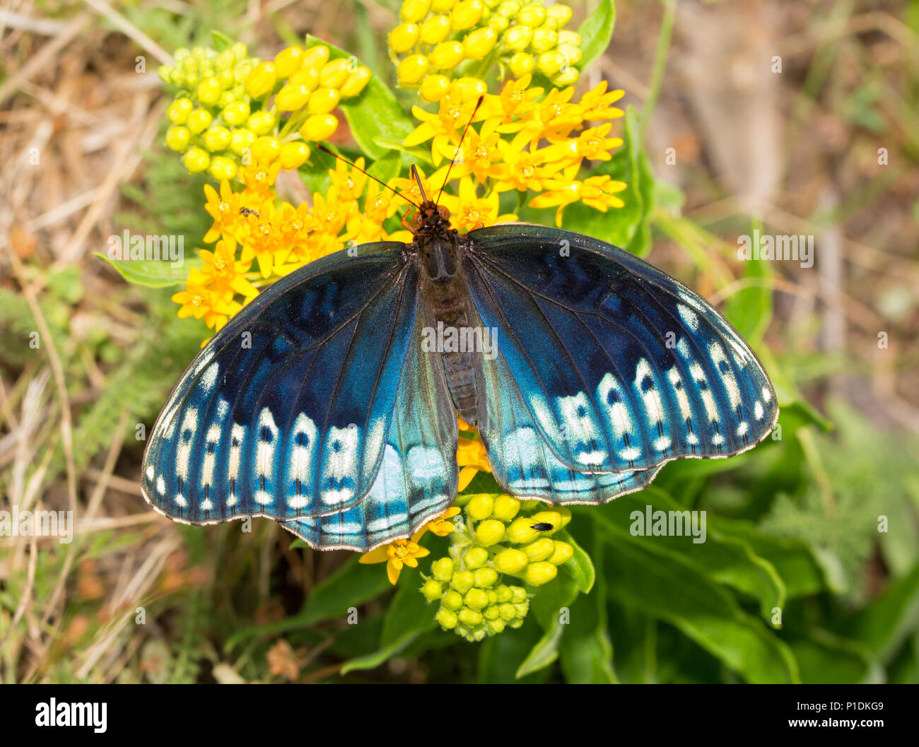 Blick von oben auf eine fabelhafte blaue Frau Diana Fritillaryschmetterling, eine sehr seltene Art aus südlichen Staaten Stockfoto