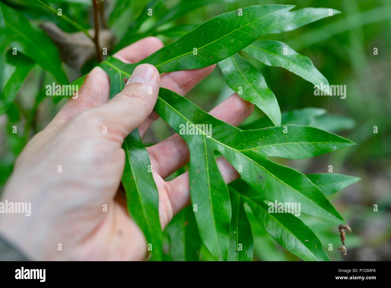 Tief gelappt gefiedert geformte Blatt, Paluma Range National Park, Rollingstone QLD, Australia Stockfoto