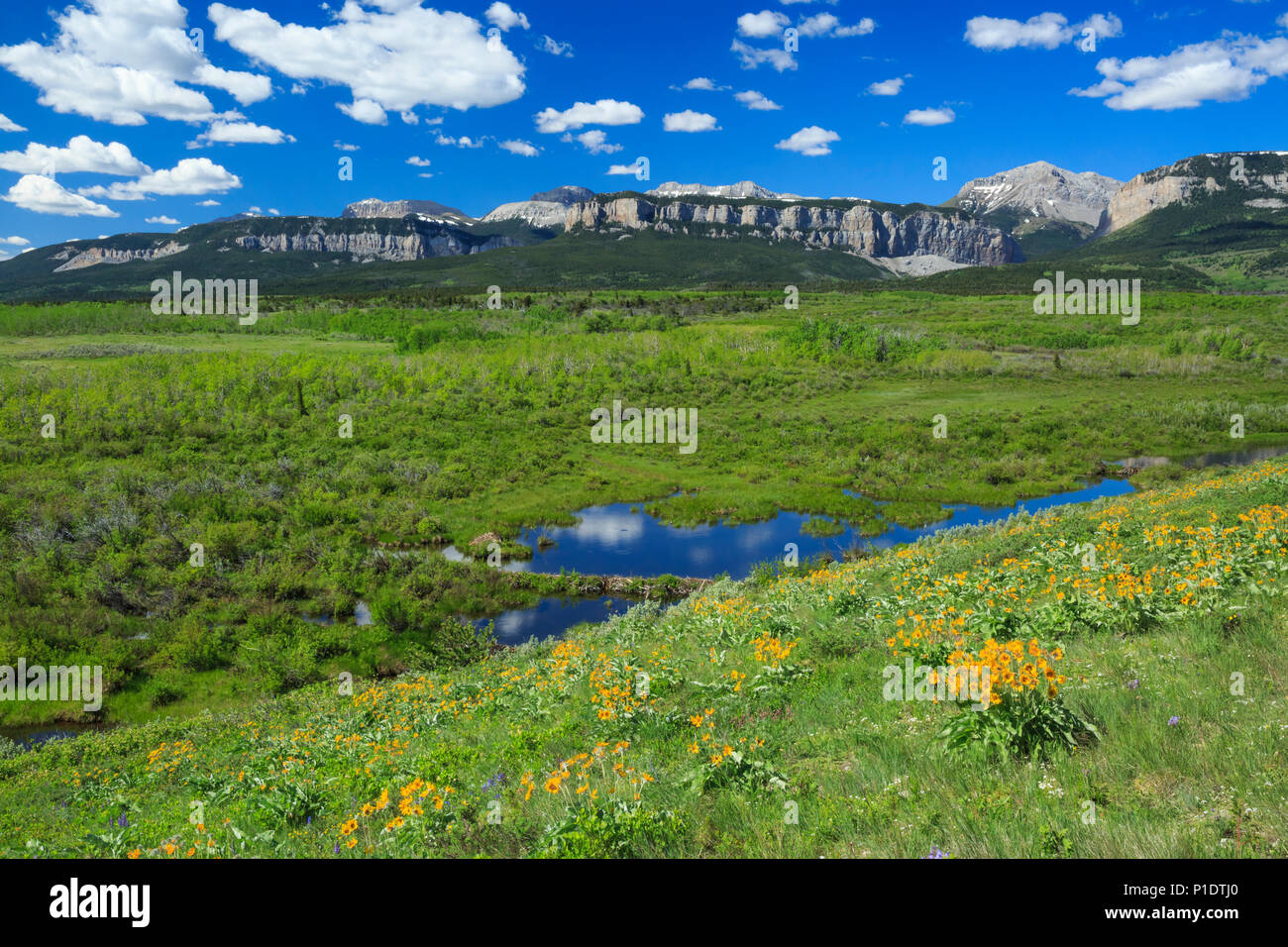 Feuchtgebiete und Hang des balsamroot unterhalb der Rocky Mountain Front in der Nähe von bynum, Montana Stockfoto