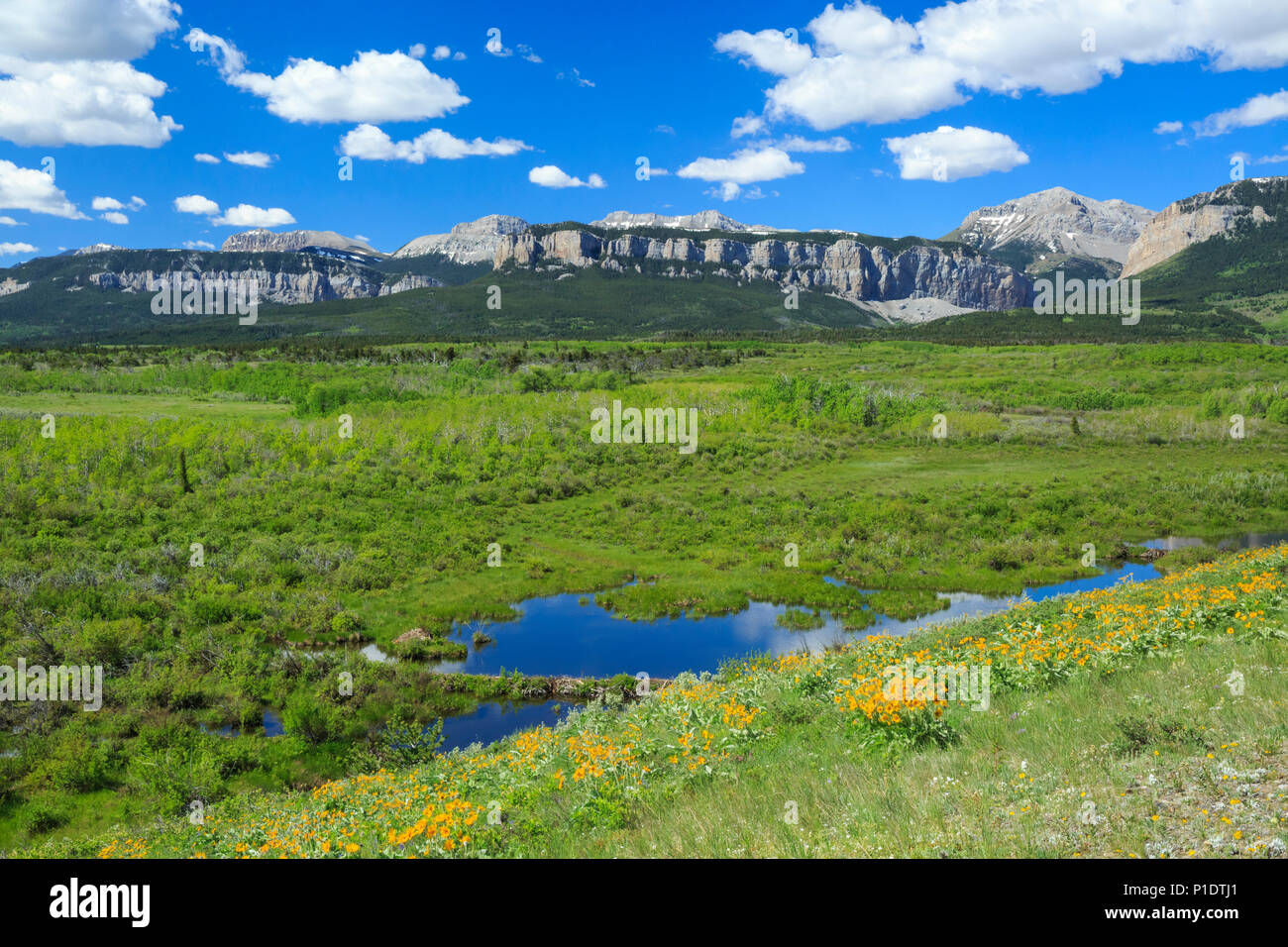Feuchtgebiete und Hang des balsamroot unterhalb der Rocky Mountain Front in der Nähe von bynum, Montana Stockfoto