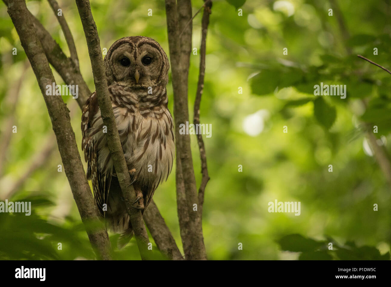 Eine gesperrte Owl (Strix varia) von Eastern North carolina, diese Vögel in alte Laubwälder zu finden sind und die meisten in der Nacht aktiv. Stockfoto