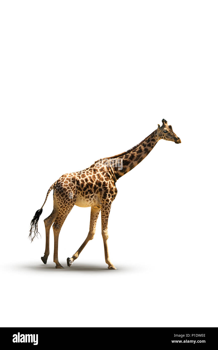Laufende Giraffe Foto auf weißem Hintergrund Stockfoto