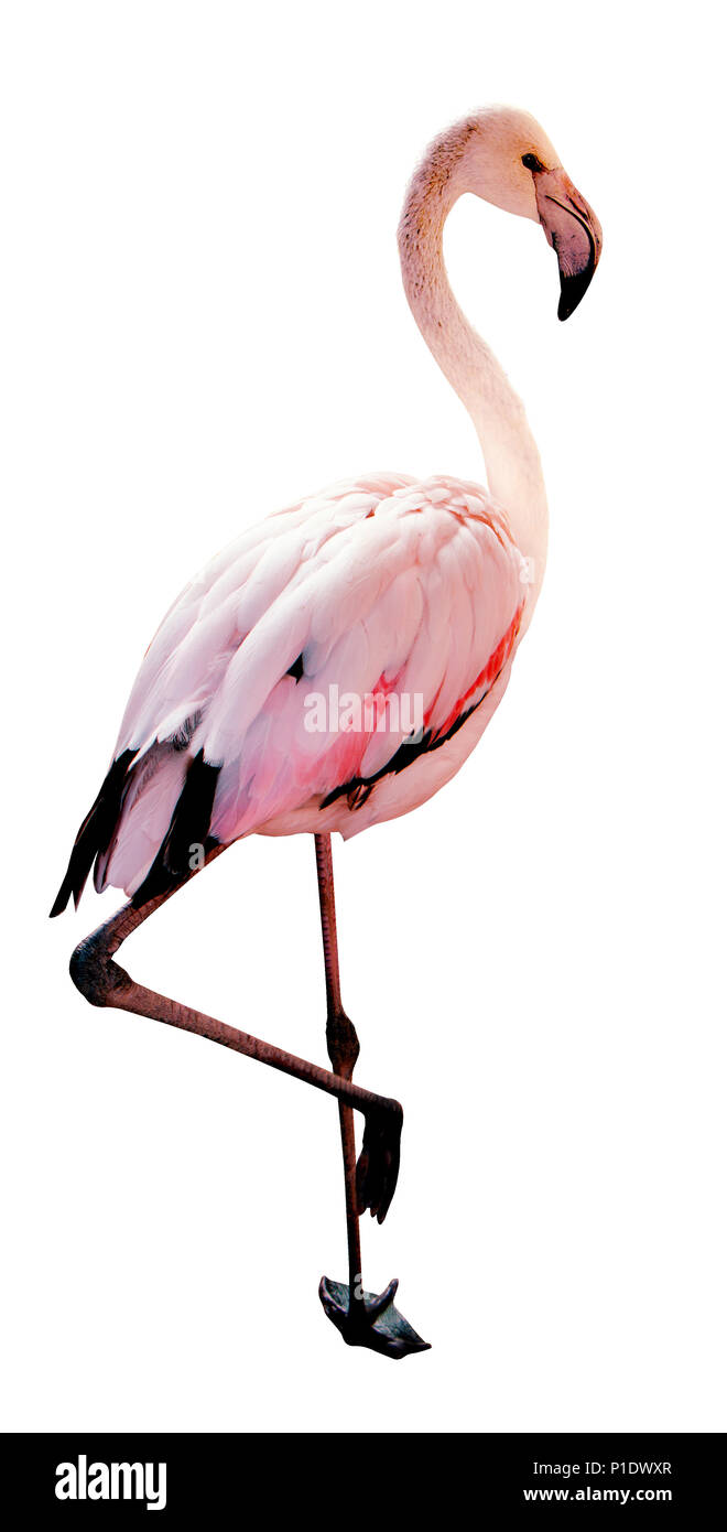 Flamingo Vogel rosa und weiße Farbe auf weißen isolieren. Beschneidungspfad für Bereich wählen. Stockfoto