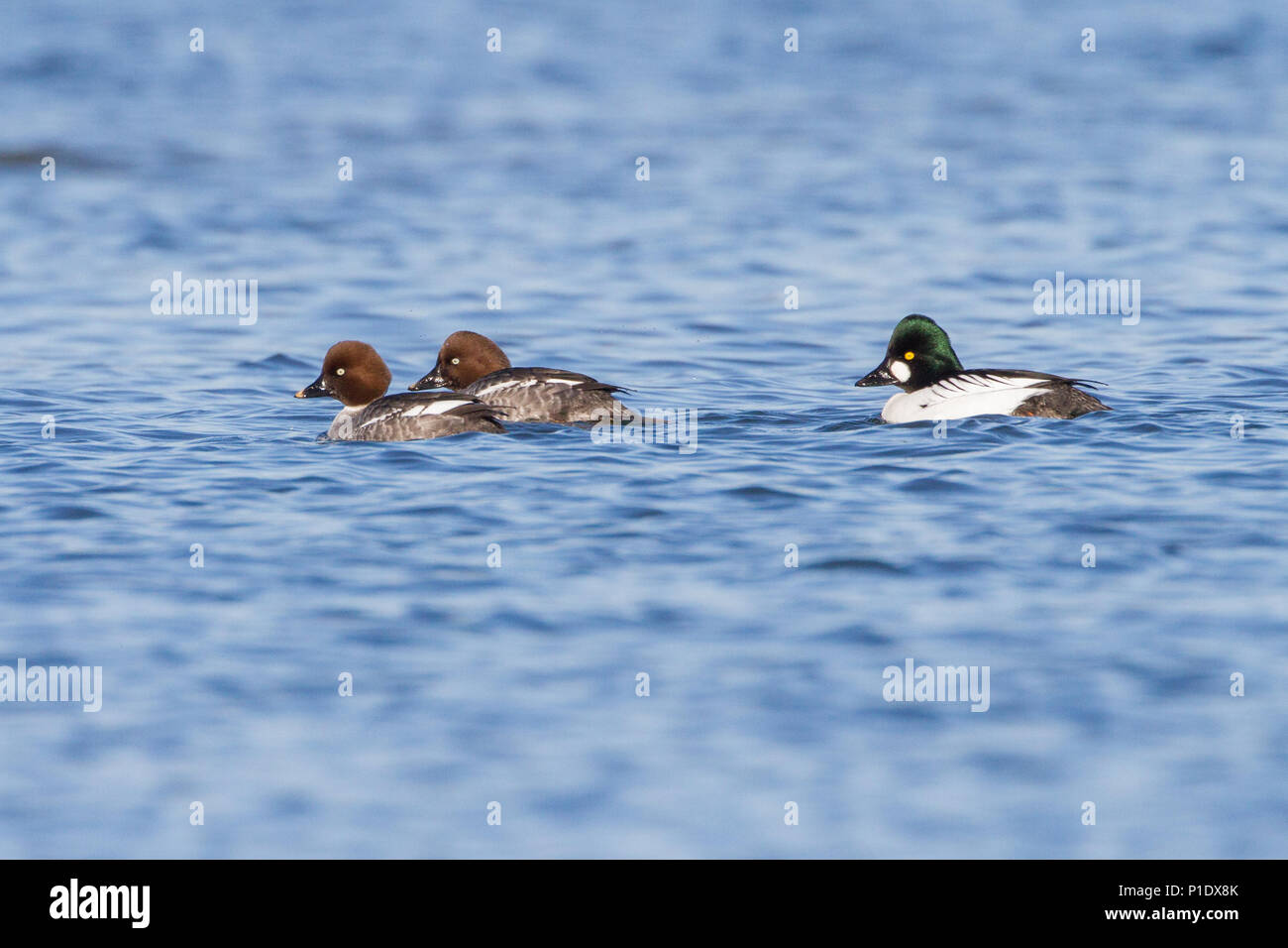 Schellente Enten auf dem Wasser. Stockfoto