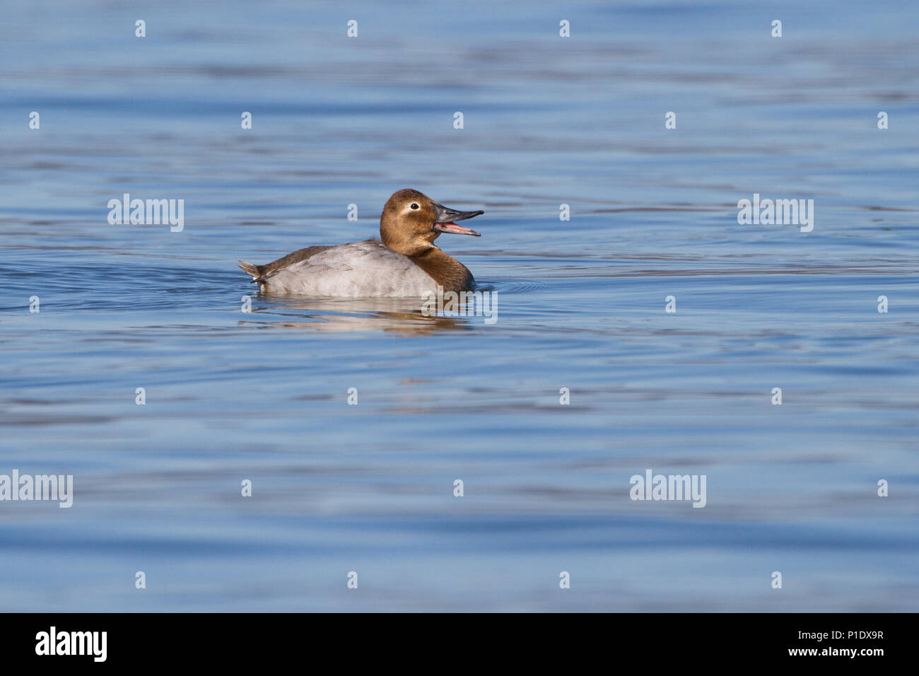 Eine Henne canvasback Ente auf dem Wasser. Stockfoto
