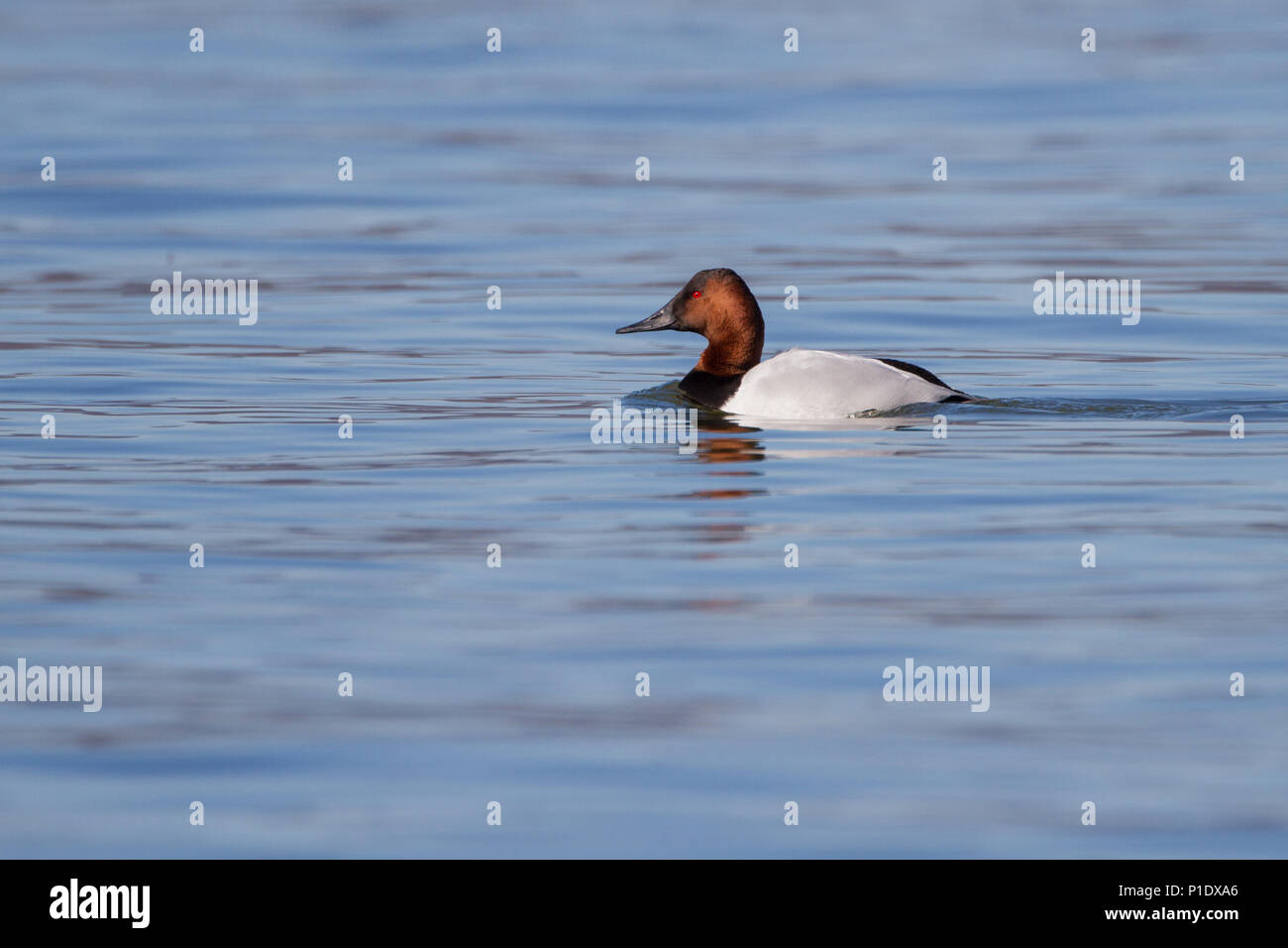 Ein Drake canvasback Ente auf dem Wasser. Stockfoto