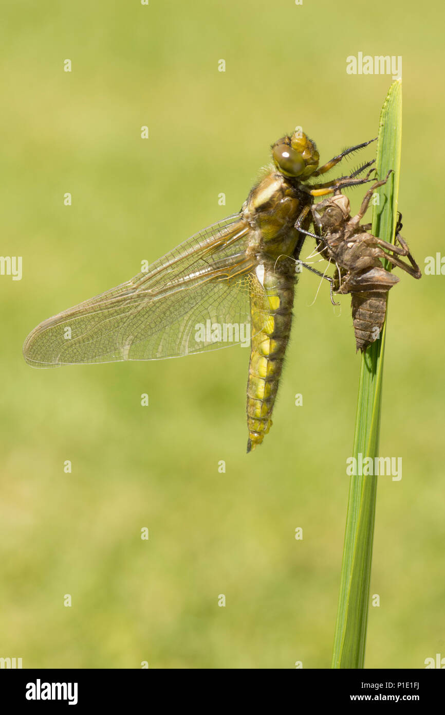 Nach Plattbauch Libelle Metamorphose, die sich aus Larven. vollständige Sequenz. exuvia, exoskelett, Libellula depressa, Mai, Großbritannien. Stockfoto