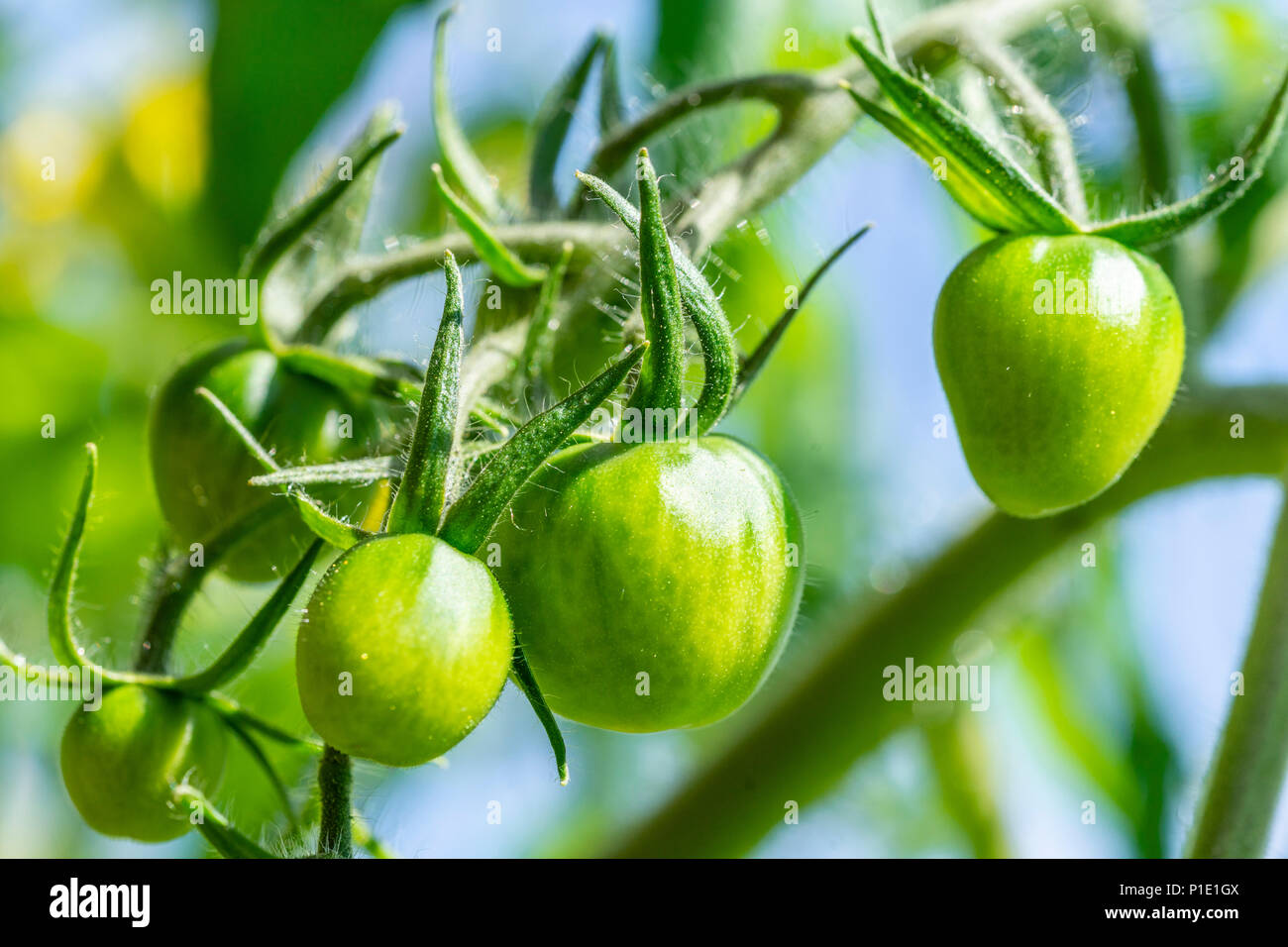 Makro des grünen unreifen Tomaten auf der Rebe Stockfoto