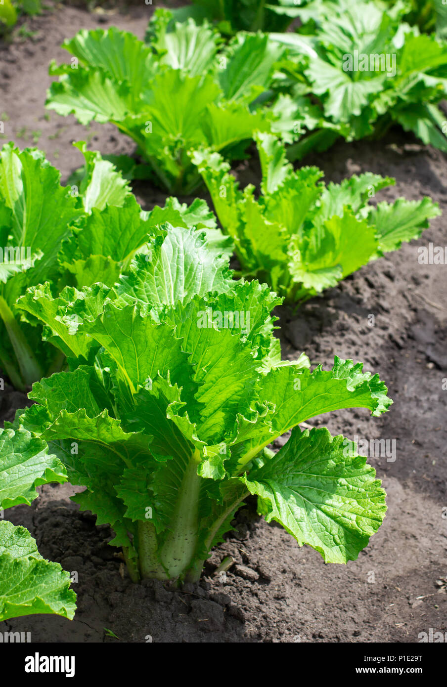 Junge Napa cabbage Stockfoto