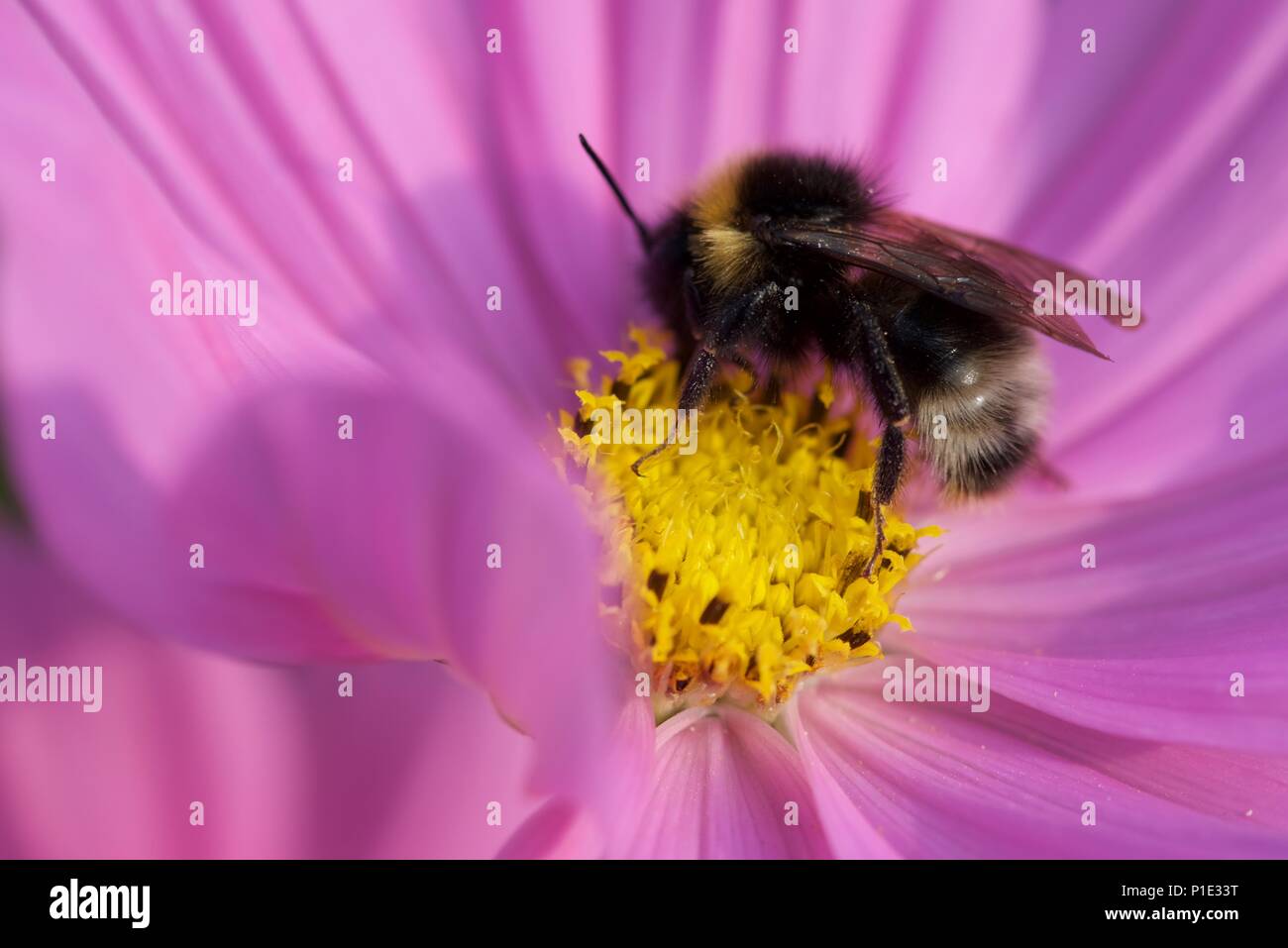 Hummel (BOMBUS): Ein einzelner bumble bee Nektar sammeln von einem blühenden Kosmos Stockfoto