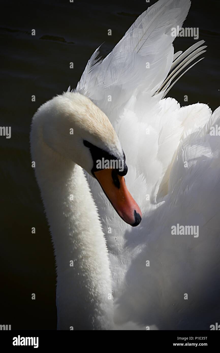 Swan at Rufford Marina genommen. UK. Stockfoto