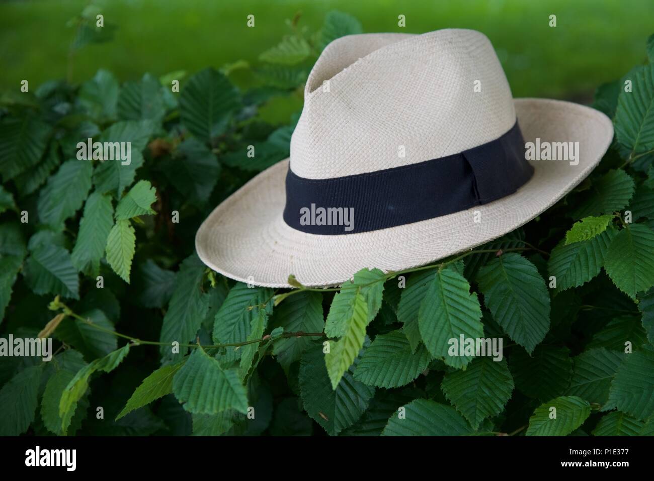 Panama Hut: Eine billige Panama Hut ruht auf einem Buche hedge Stockfoto