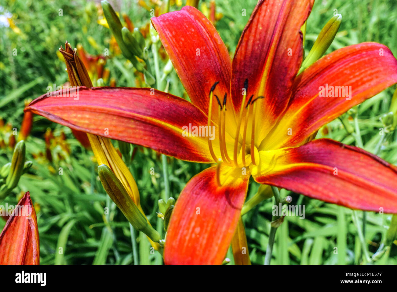 Daylilie Hemerocallis ' Heller Charme ' Daylilies, Stockfoto