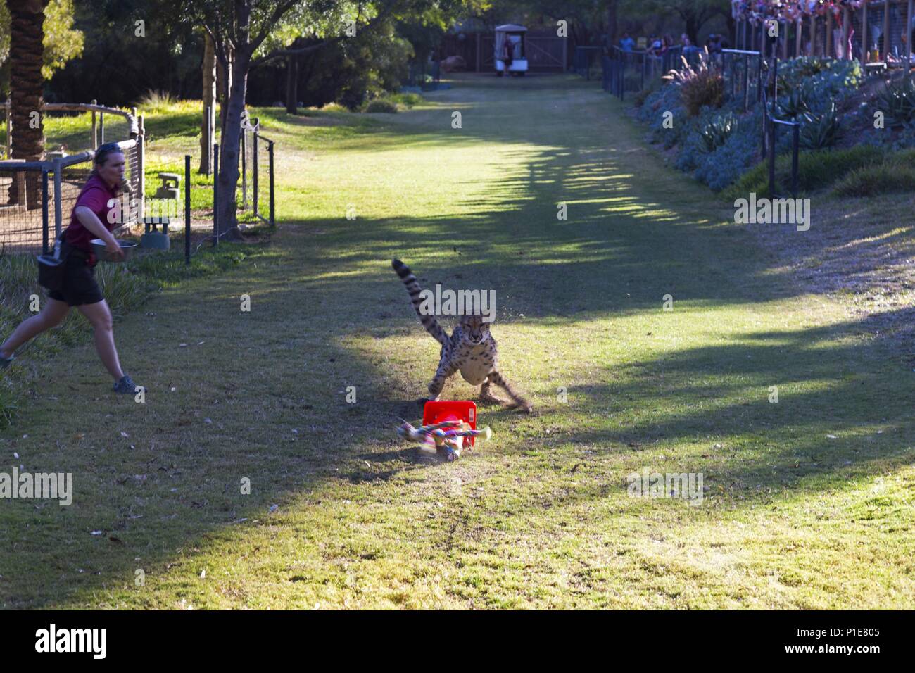 Gepard Ruuxa und Raina Live Performance in weltberühmten San Diego Wild Tiere Zoo Safari Park Stockfoto