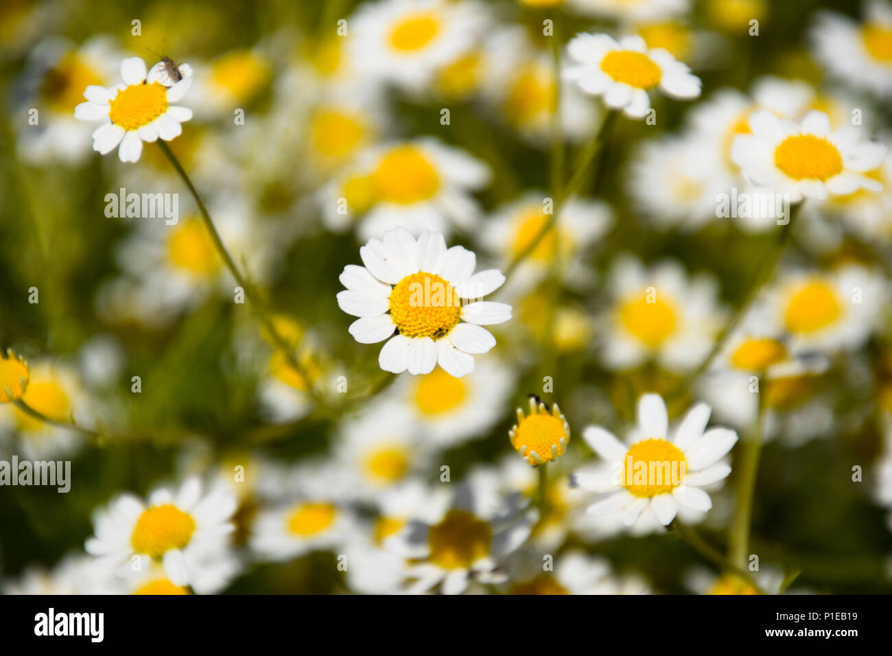 Kamillenblüten. Pharmazeutische Kamille. Heilpflanze Kamille, Blüte. Stockfoto