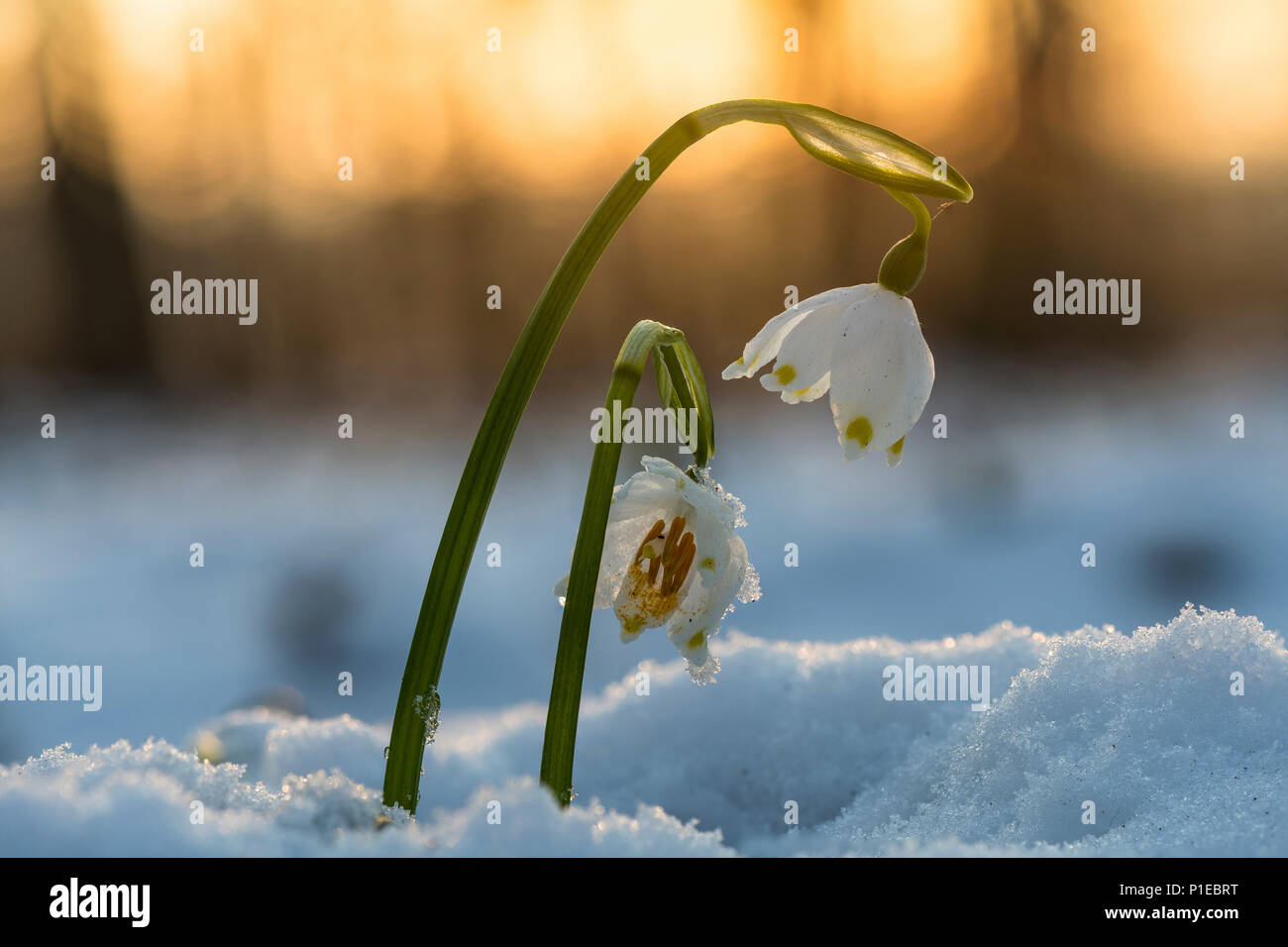 Frühling-Schneeflocke Stockfoto