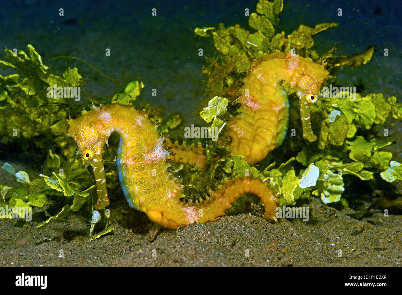 Zwei Dorniges Seepferdchen oder Stacheligen Seepferdchen (Hippocampus histrix) zwischen Halimeda algs, Milne Bay, Papua Neu Guinea Stockfoto