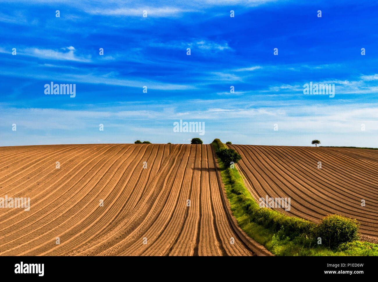 Eine englische Landschaft Blick auf ein Feld natürlich aufgeteilt in bis zu einem Drittel und zwei Drittel mit Bäumen Erstellen eines Minimalismus Effekt mit Definition von Mustern Stockfoto