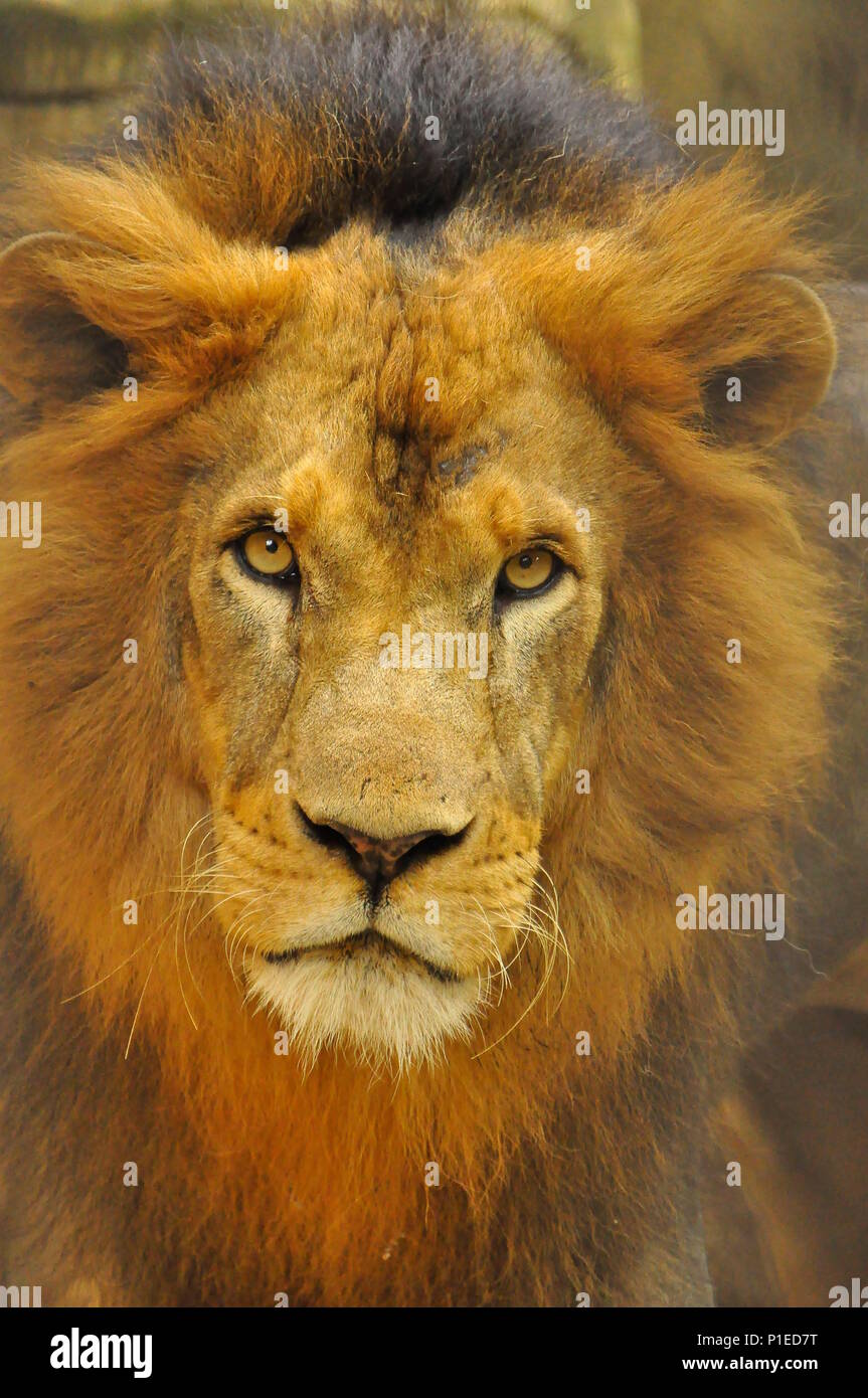 Männlicher Löwe (Panthera leo) aus der Nähe, Löwenaugen Stockfoto