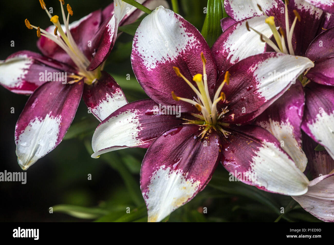 Lilium 'Tiny Padhye' Zwerg Asiatische Lilie Asiatische Topf Lilien Asiatische Lilien Weiße Kastanienblüten Juni blühende Pflanze blühender Sommergarten Stockfoto
