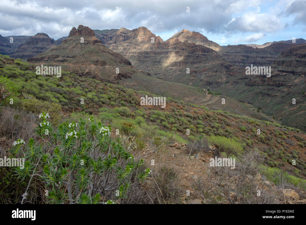 Blick auf den Barranco de los Vicentes, Gran Canaria, Kanarische Inseln, Spanien Stockfoto