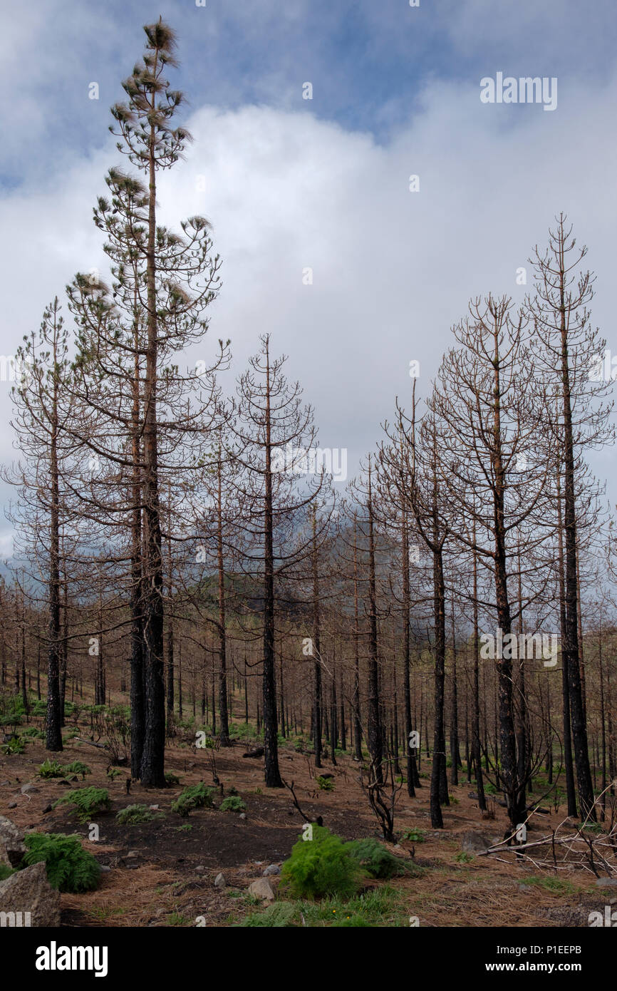 Verbrannte Bäume nach einem Waldbrand, Gran Canaria, Kanarische Inseln, Spanien Stockfoto