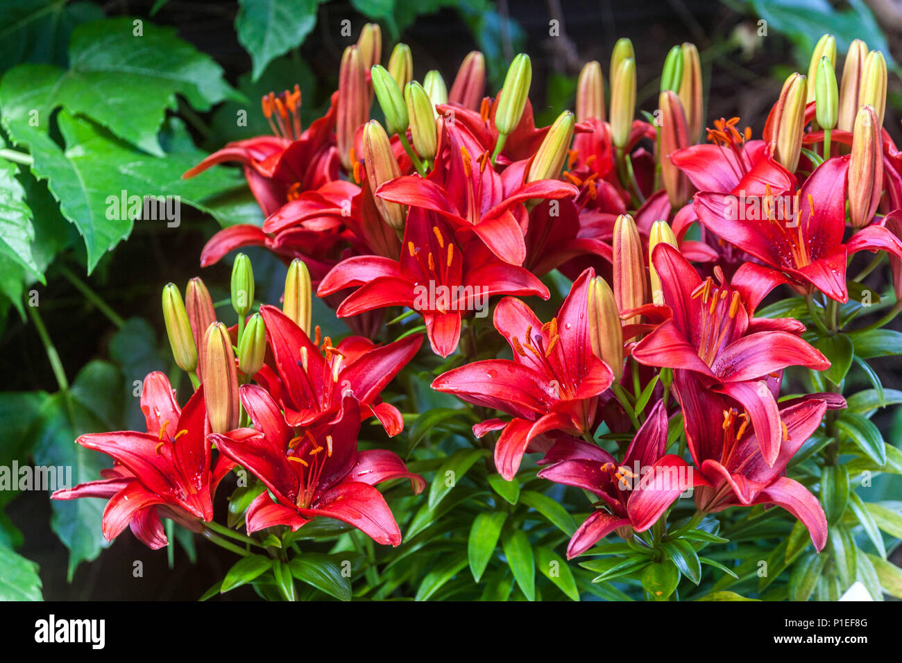 Lilium 'Tiny Hope', Zwerg-Asiatische Lilie, Lilien Stockfoto
